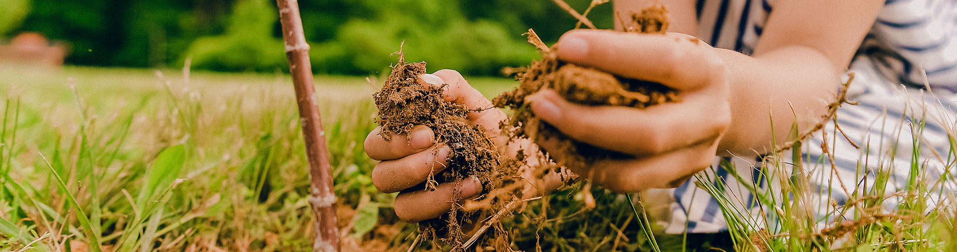 Child Planting a Tree at Pearlstone