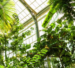 Botanical Garden with Tropical Trees