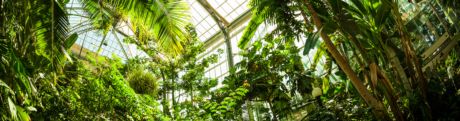 Botanical Garden with Tropical Trees