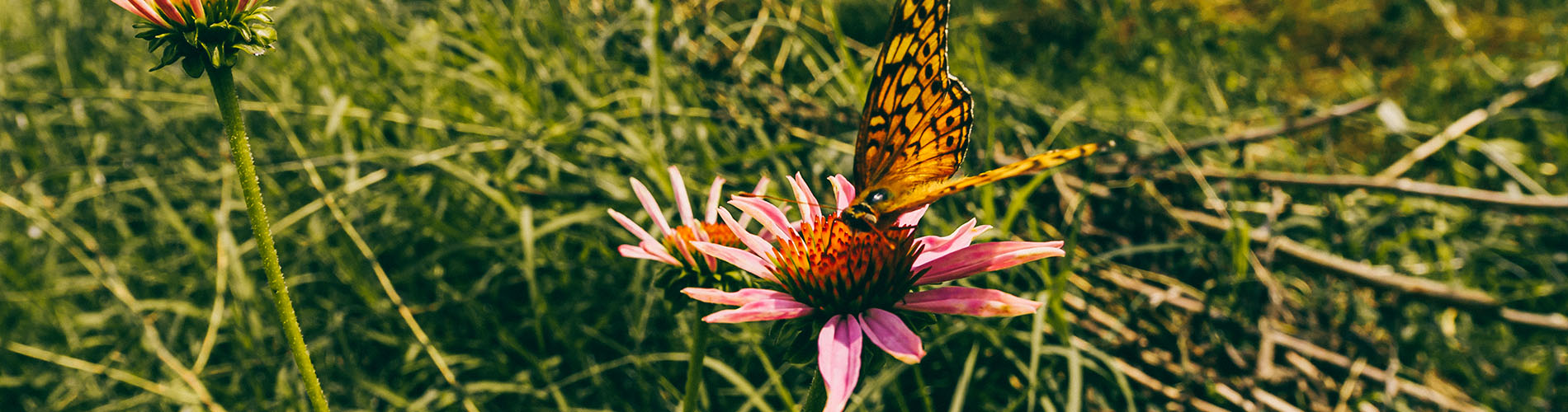 Butterfly on a flower at Pearlstone