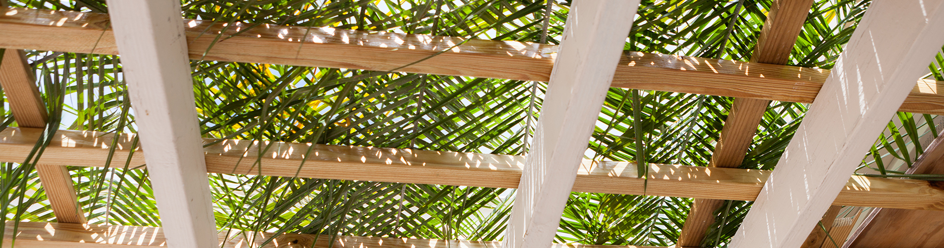 roof of sukkah