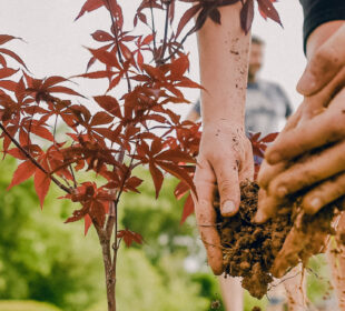 hands planting a tree