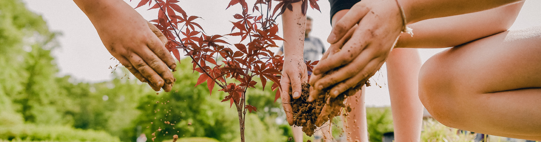 hands planting a tree