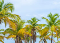 The Associated Presents: From Baltimore to the Sunshine State