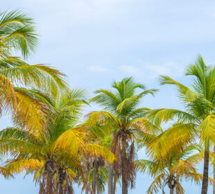 Florida palm trees