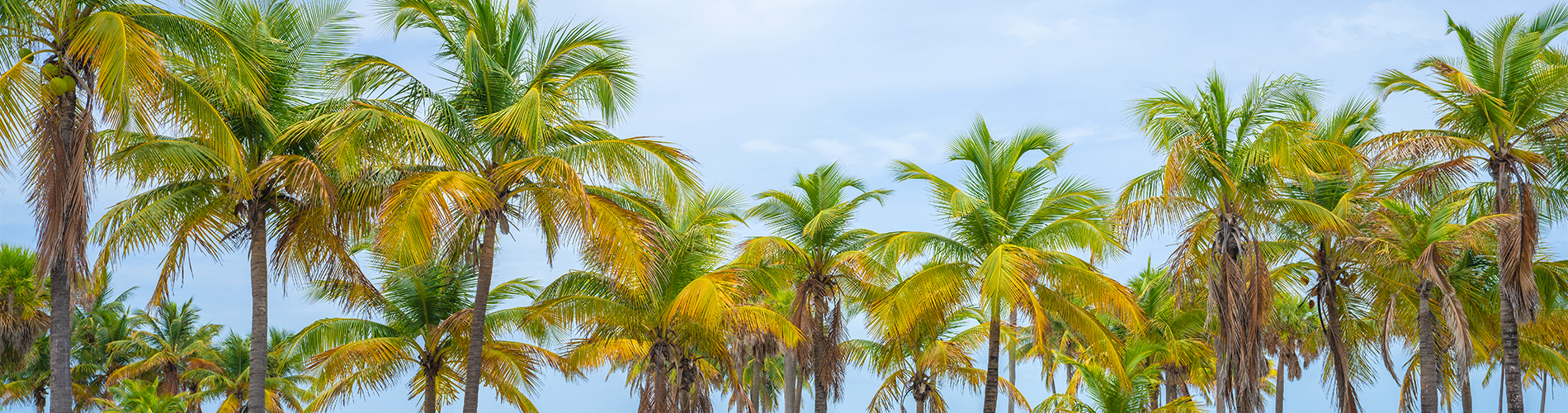 Florida palm trees