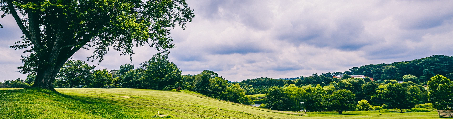 Hills and trees at Pearlstone