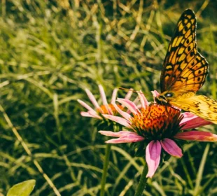 Nature shot of butterfly and flower at Pearlstone