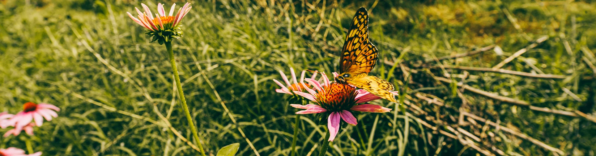 Nature shot of butterfly and flower at Pearlstone