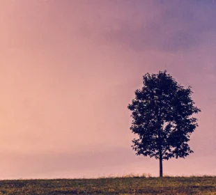 Pearlstone nature at sunset