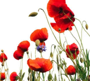 poppies in a field