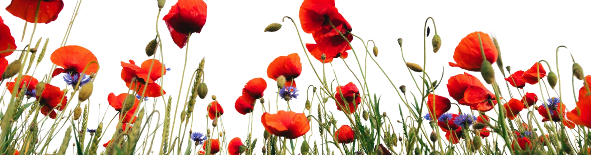 poppies in a field