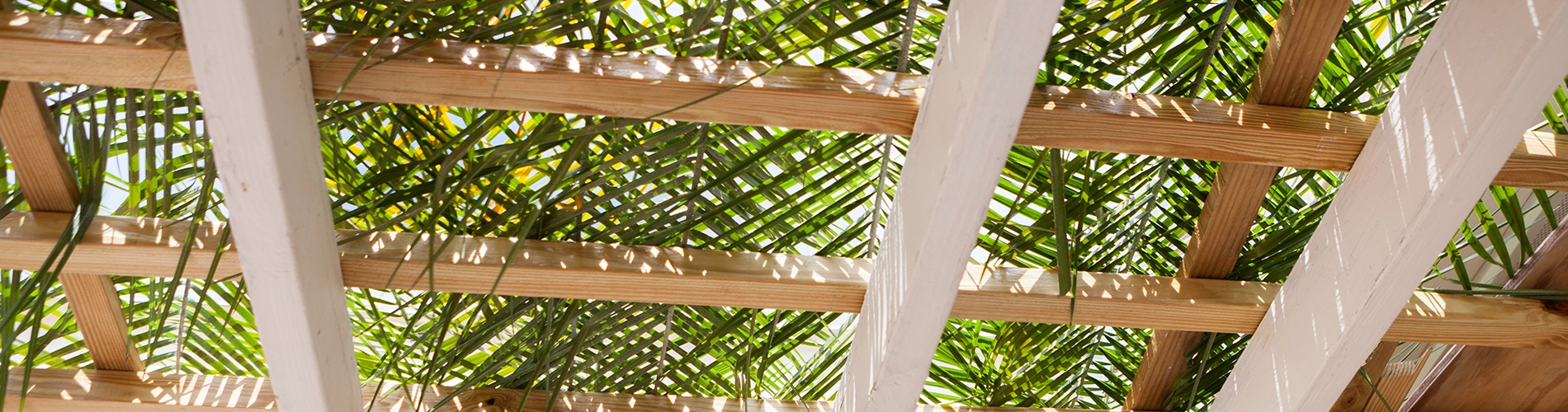 sukkah roof