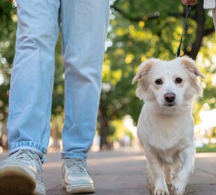 Two people walking a dog