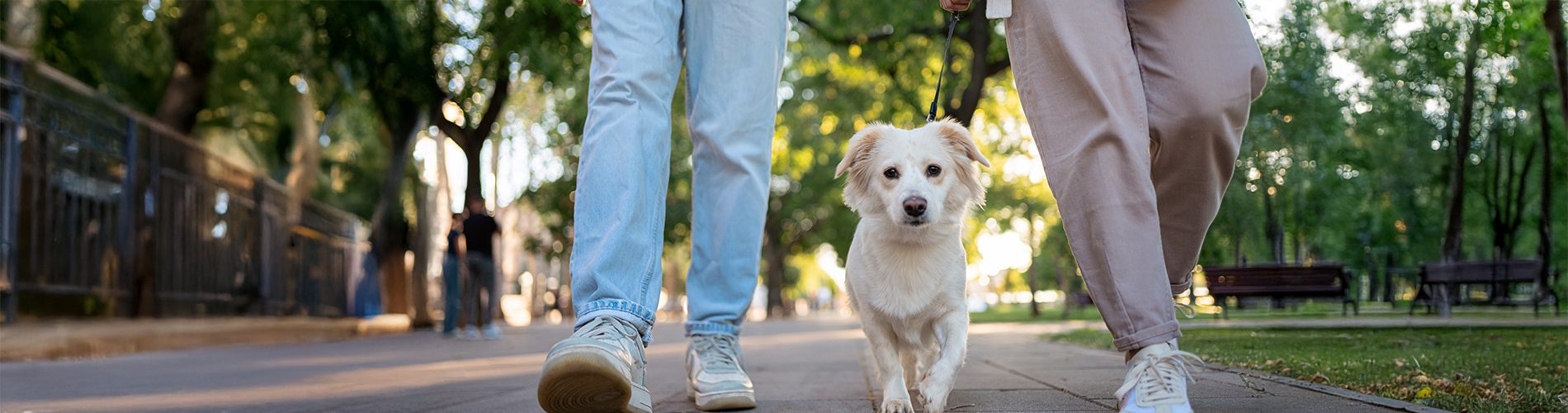 Two people walking a dog