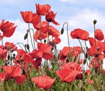 The Associated and Baltimore Jewish Council Hosts October 7 Commemoration Event