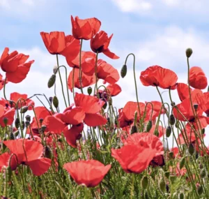 The Associated and Baltimore Jewish Council Hosts October 7 Commemoration Event Image