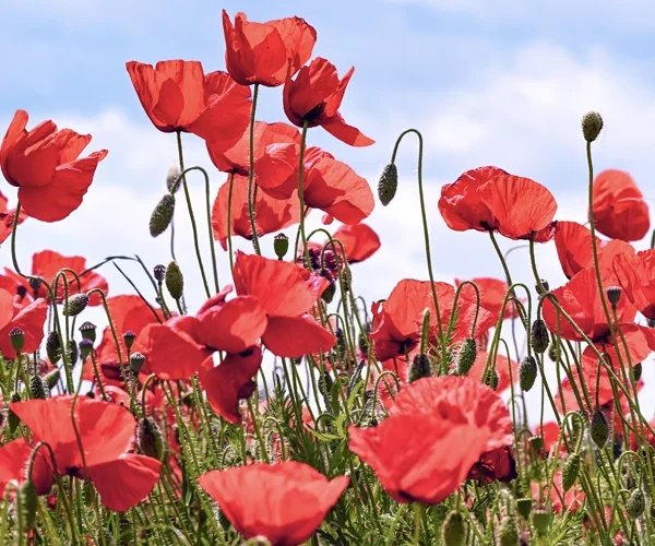 The Associated and Baltimore Jewish Council Hosts October 7 Commemoration Event