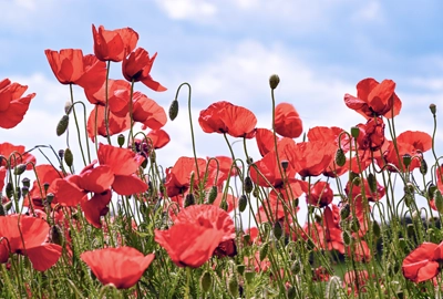 Poppy flowers in the field